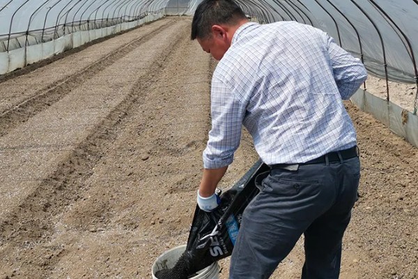 小麦野燕麦的发生条件,传播途径主要通过种子传播