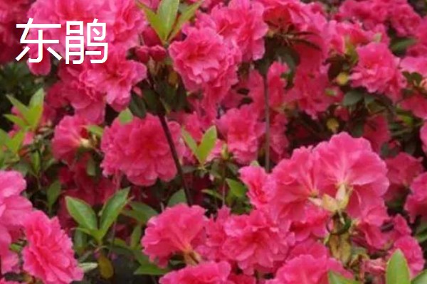 日本有什么名贵的杜鹃花，东鹃、夏鹃等品种有很高的价值