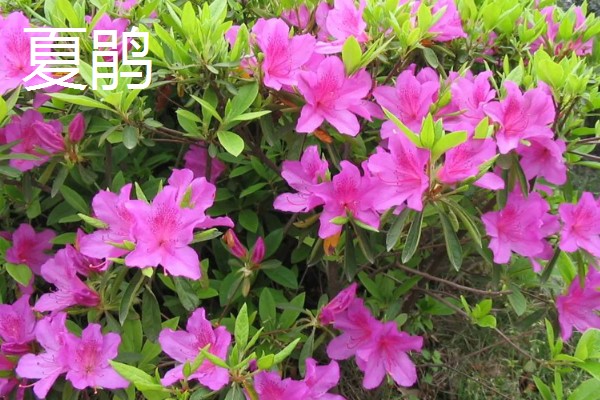 日本有什么名贵的杜鹃花，东鹃、夏鹃等品种有很高的价值