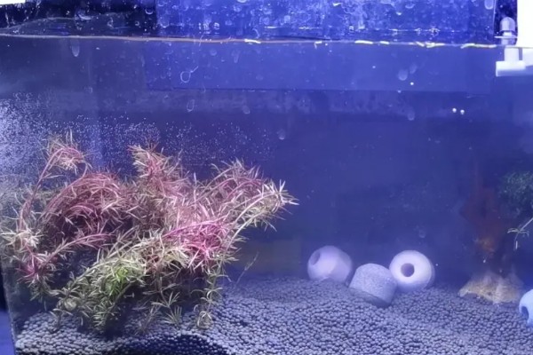 硝化菌属于哪一类,属于自养型细菌