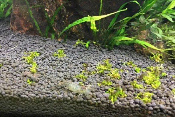 硝化菌属于哪一类,属于自养型细菌