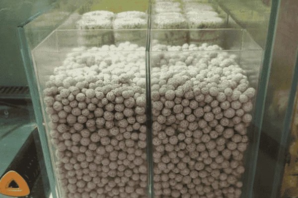 硝化菌属于哪一类,属于自养型细菌