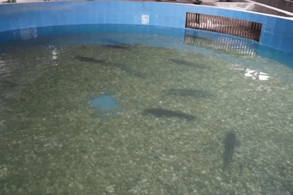 硝化菌属于哪一类,属于自养型细菌