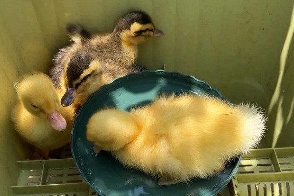 小鸭子出壳后要保温多久，需保温20多天才可脱温