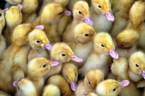 小鸭子出壳后要保温多久，需保温20多天才可脱温