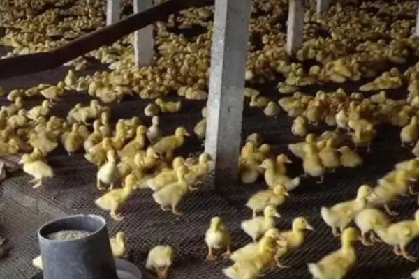 小鸭子出壳后要保温多久，需保温20多天才可脱温