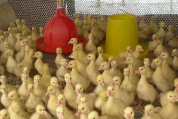 小鸭子出壳后要保温多久，需保温20多天才可脱温