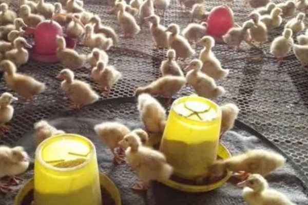 小鸭子出壳后要保温多久，需保温20多天才可脱温