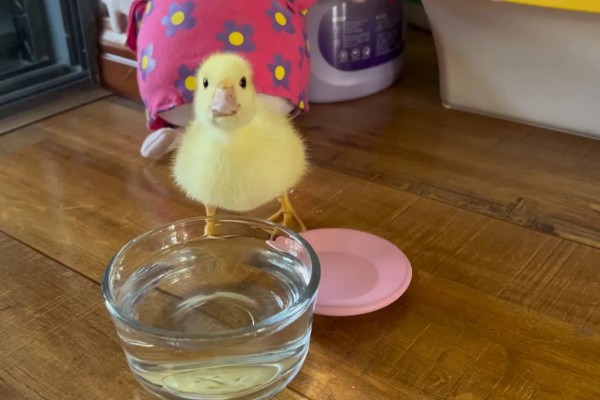 小鸭子出壳后要保温多久，需保温20多天才可脱温