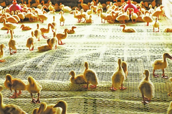 小鸭子出壳后要保温多久，需保温20多天才可脱温