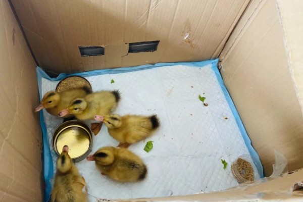 小鸭子出壳后要保温多久，需保温20多天才可脱温