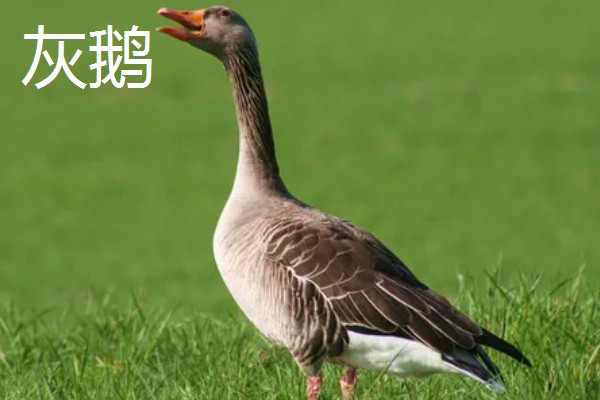 冒充狮头鹅的鹅苗是什么鹅,可能是灰鹅或雁鹅等