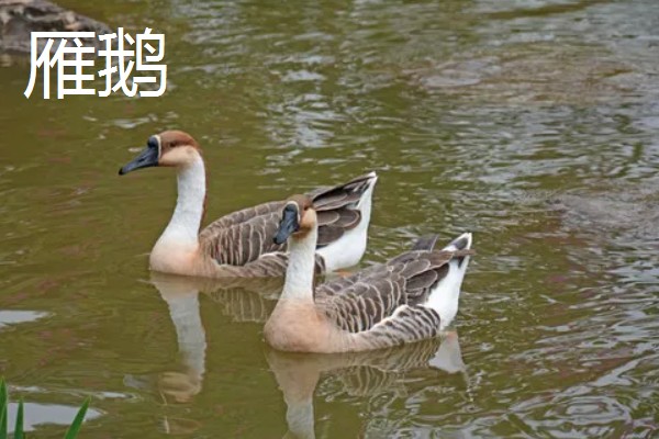 冒充狮头鹅的鹅苗是什么鹅,可能是灰鹅或雁鹅等