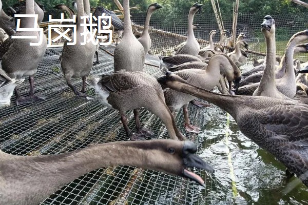 冒充狮头鹅的鹅苗是什么鹅,可能是灰鹅或雁鹅等