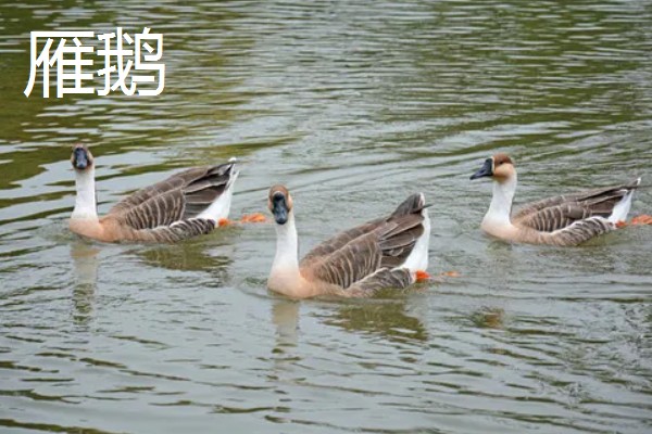 冒充狮头鹅的鹅苗是什么鹅,可能是灰鹅或雁鹅等