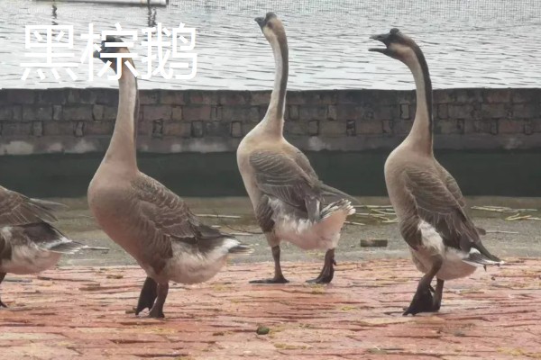 冒充狮头鹅的鹅苗是什么鹅,可能是灰鹅或雁鹅等