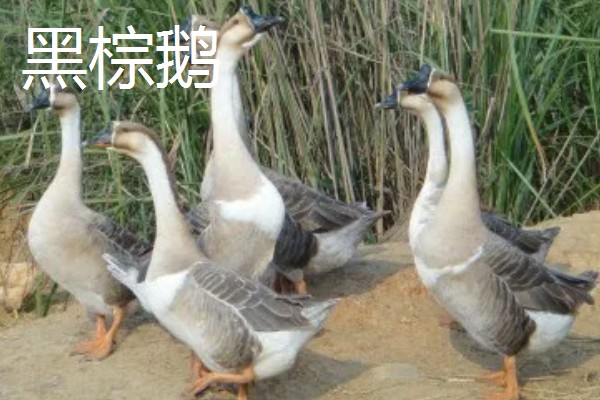 冒充狮头鹅的鹅苗是什么鹅,可能是灰鹅或雁鹅等