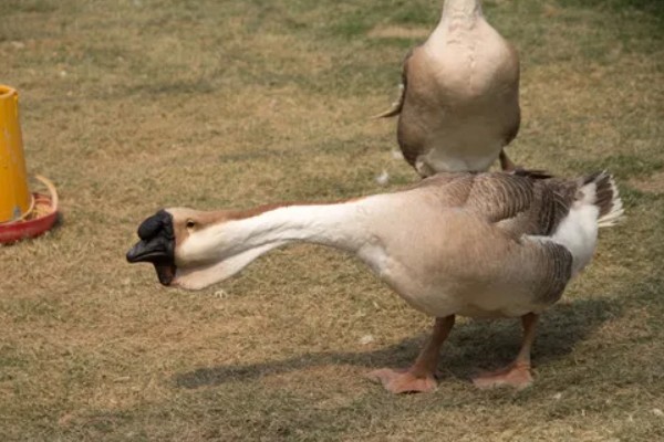 冒充狮头鹅的鹅苗是什么鹅,可能是灰鹅或雁鹅等