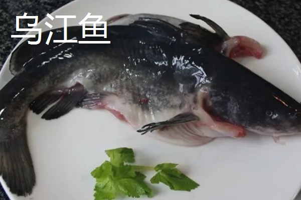 乌江鱼和清江鱼的区别是什么，本质和产地均不同