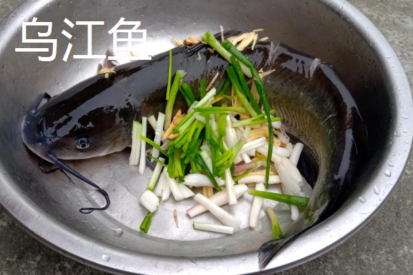 乌江鱼和清江鱼的区别是什么，本质和产地均不同