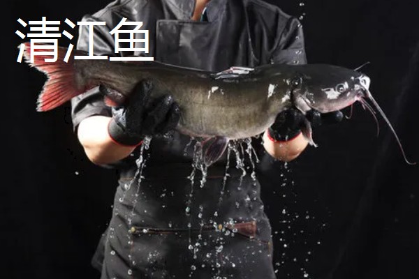 乌江鱼和清江鱼的区别是什么，本质和产地均不同