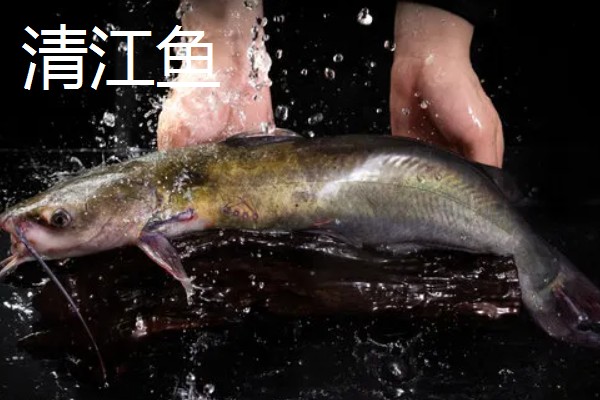 乌江鱼和清江鱼的区别是什么，本质和产地均不同