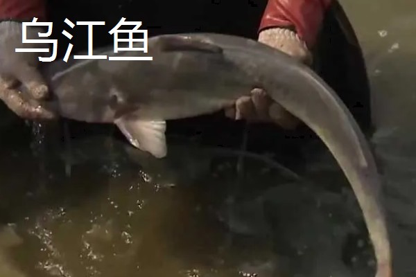 乌江鱼和清江鱼的区别是什么，本质和产地均不同