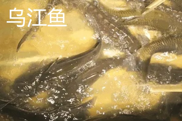 乌江鱼和清江鱼的区别是什么，本质和产地均不同