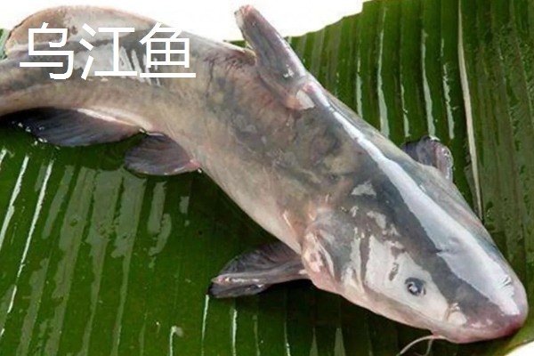 乌江鱼和清江鱼的区别是什么，本质和产地均不同