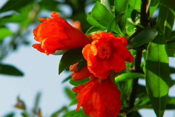 石榴花的形状,靠近枝条的部分为椭圆形