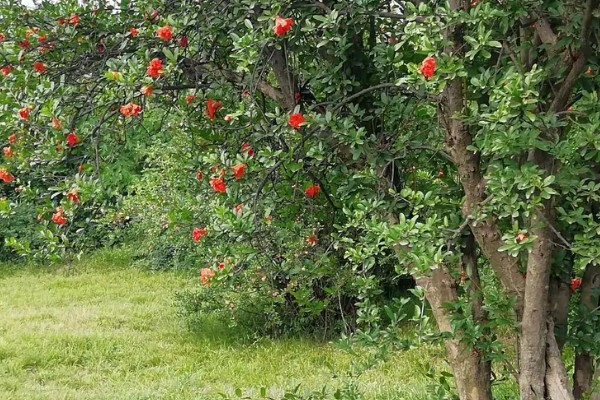 石榴花的形状,靠近枝条的部分为椭圆形
