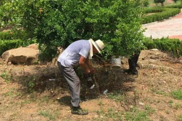 石榴花的形状,靠近枝条的部分为椭圆形