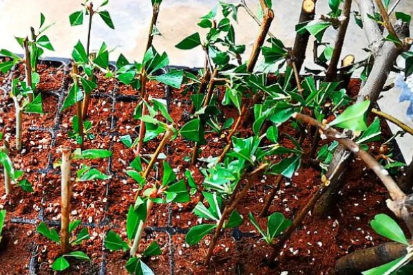 石榴花的形状,靠近枝条的部分为椭圆形