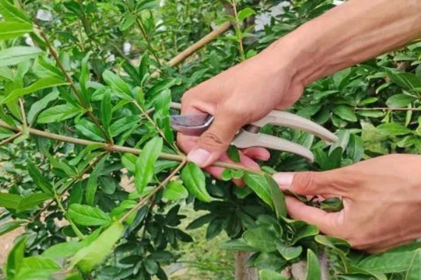 石榴花的形状,靠近枝条的部分为椭圆形