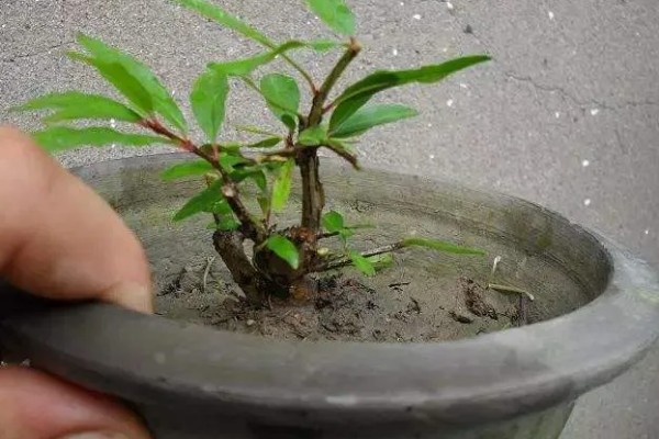 石榴花的形状,靠近枝条的部分为椭圆形