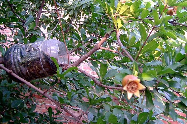 石榴花的形状,靠近枝条的部分为椭圆形