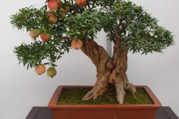 石榴花的形状,靠近枝条的部分为椭圆形