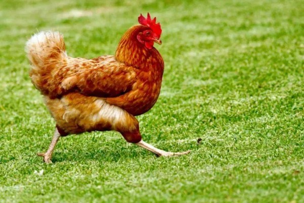 鸡是怎么受精的,是通过泄殖腔进行的