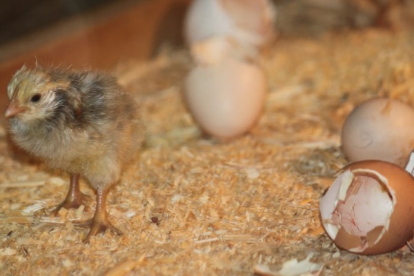 鸡是怎么受精的,是通过泄殖腔进行的