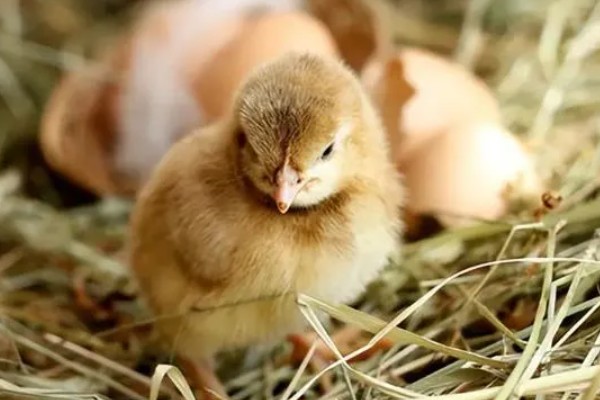 鸡是怎么受精的,是通过泄殖腔进行的