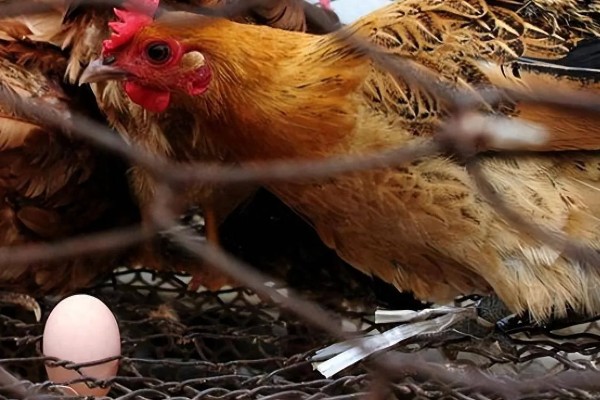 鸡是怎么受精的,是通过泄殖腔进行的