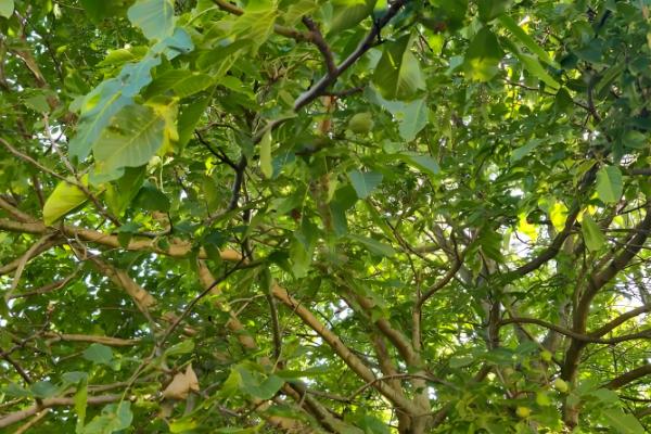 核桃树怎么才可以结果,需及时追施肥料