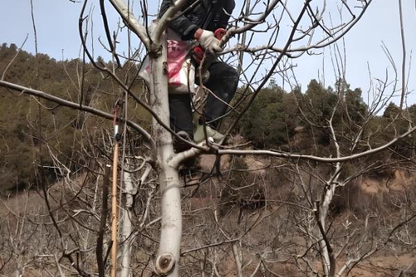 核桃树怎么才可以结果,需及时追施肥料