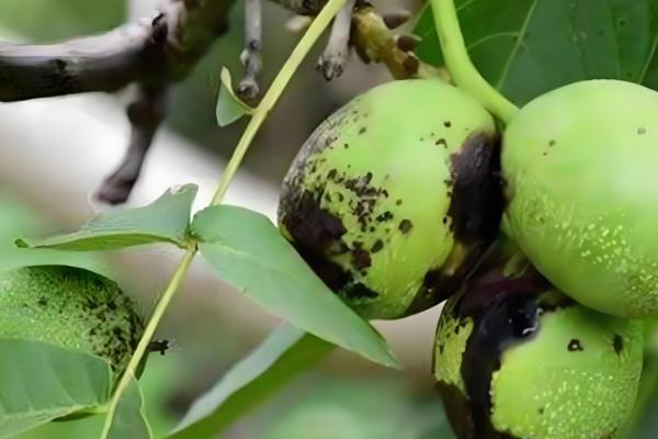 核桃树怎么才可以结果,需及时追施肥料