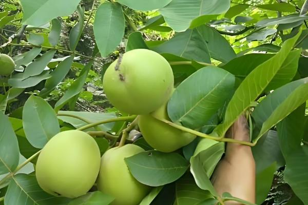 核桃树怎么才可以结果,需及时追施肥料