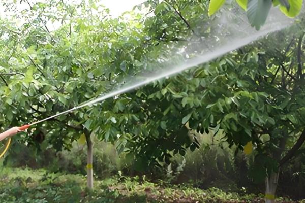 核桃树怎么才可以结果,需及时追施肥料