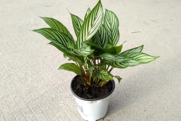 怎么养竹芋花,适宜的生长温度为20-28℃