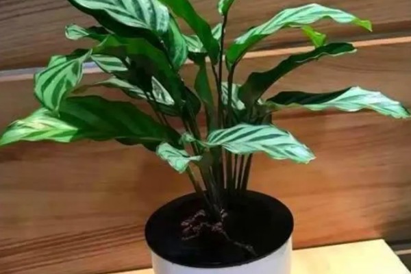 怎么养竹芋花,适宜的生长温度为20-28℃