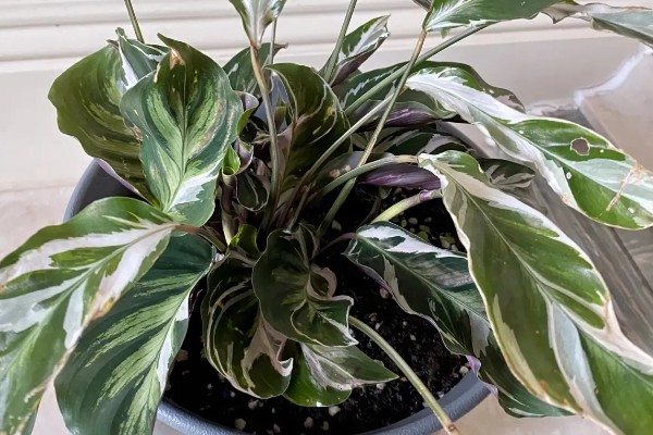 怎么养竹芋花,适宜的生长温度为20-28℃