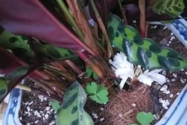 怎么养竹芋花,适宜的生长温度为20-28℃